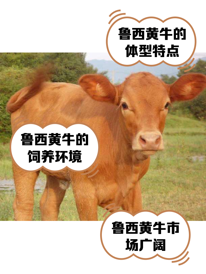 肇州最新医保取现黄牛方法分析(最方便真实的肇州医保取现黄牛怎么取方法)